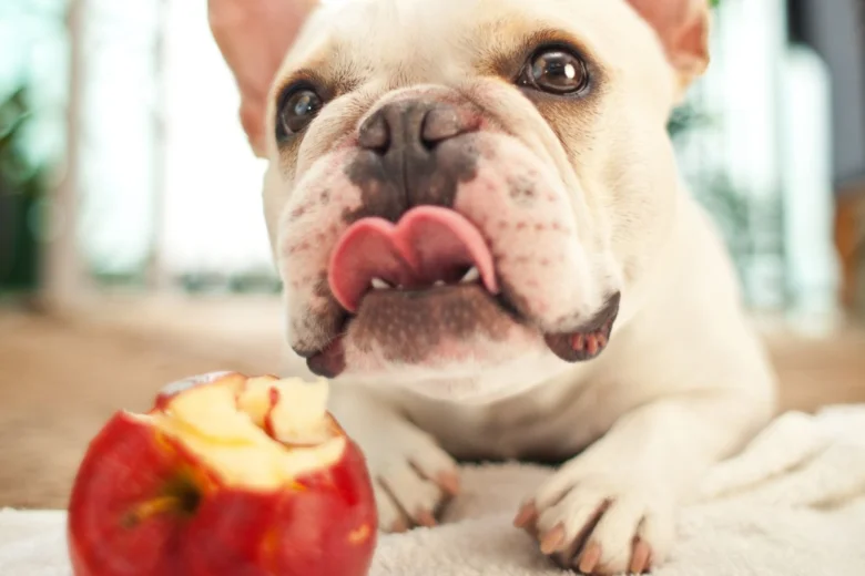 Frenchie pes líže rty u kousnutého červeného jablka.