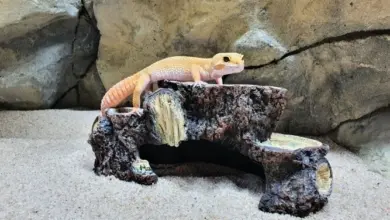 Leopardí gekončík sedící na úkrytu v teráriu s pískem.