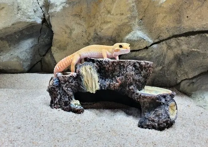 Leopardí gekončík sedící na úkrytu v teráriu s pískem.