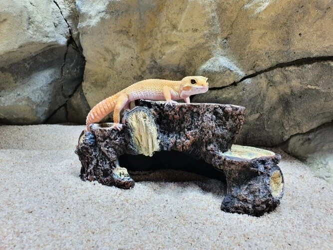 Leopardí gekončík sedící na úkrytu v teráriu s pískem.