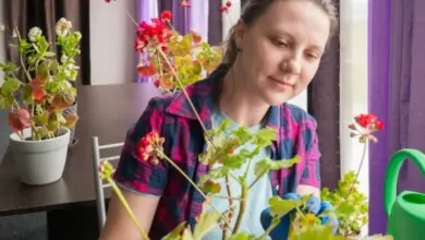Žena péče o léčivé bylinky na okenním parapetu.