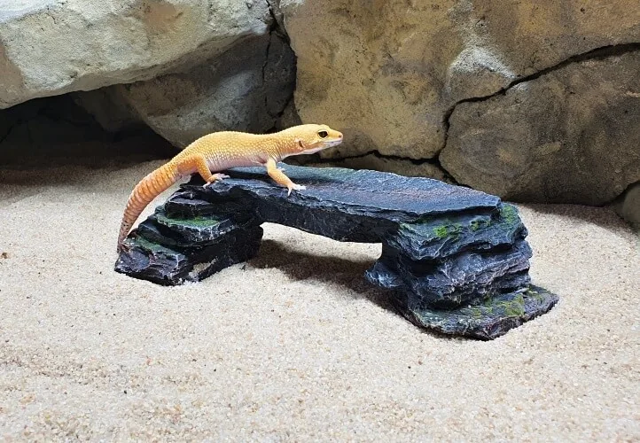 Leopardí gekončík stojí na umělém kamenném mostě v teráriu.