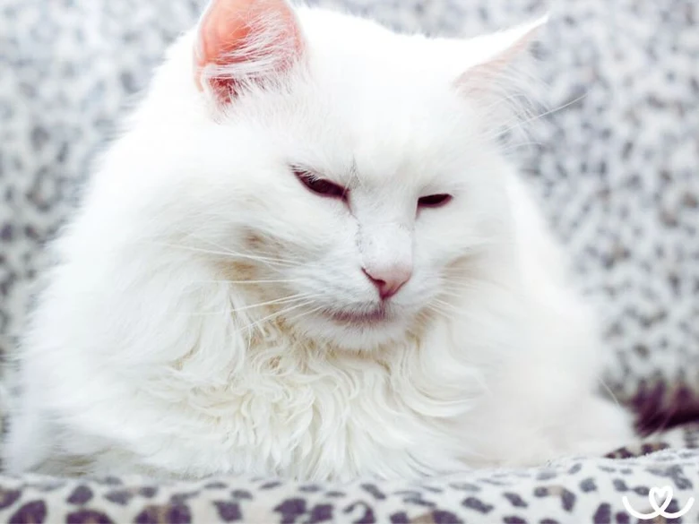 Bílá turecká angora kočka leží na vzorovaném povlaku.