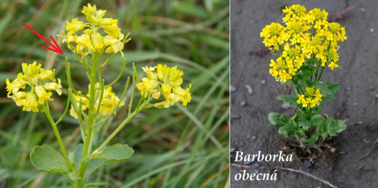 Žluté květy léčivé byliny Barborka obecná rostoucí na zemi.